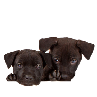 Two Black Puppies