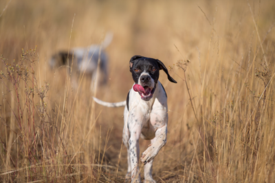 Dogs Running in Field