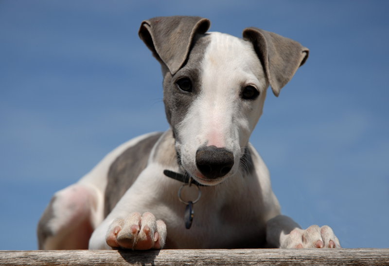 Grey and White Dog