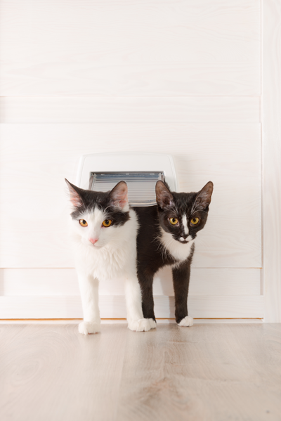 Two Cats coming thru Kitty Door
